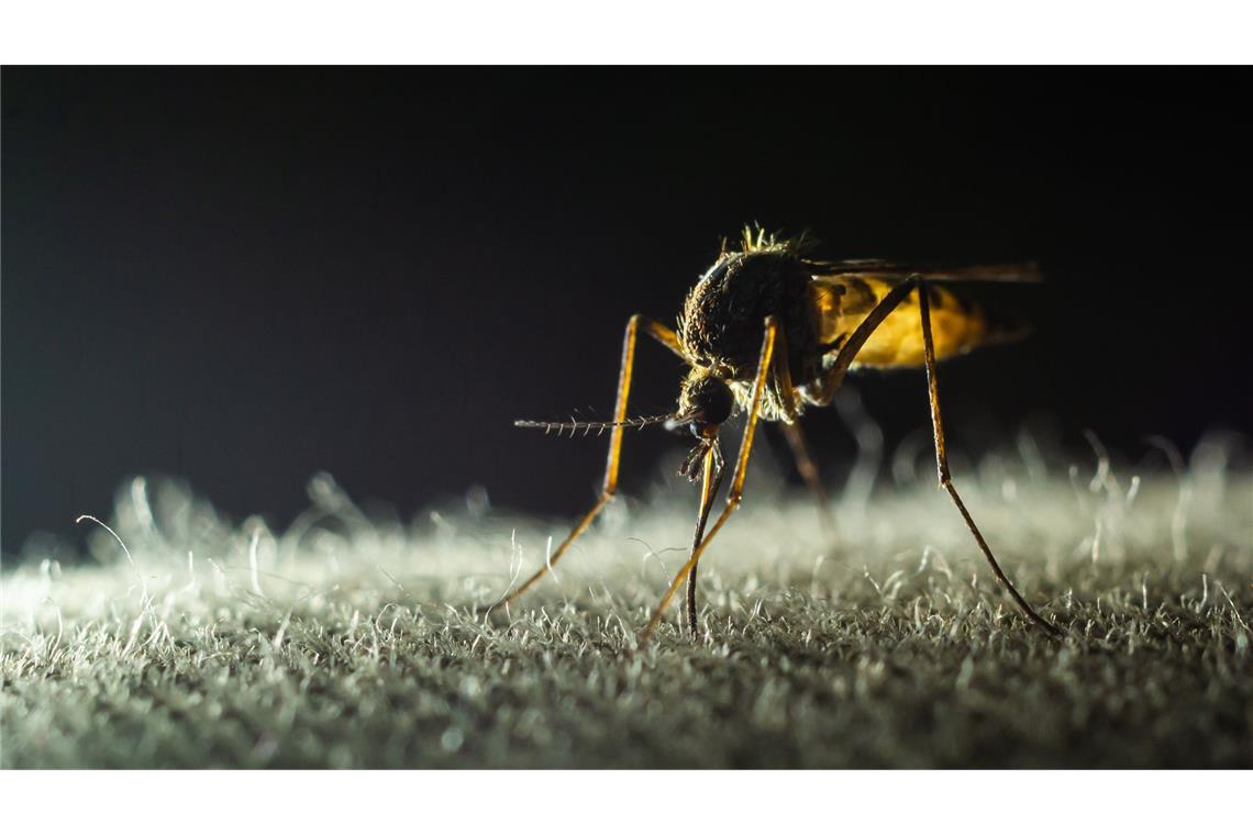Wie sich Malaria in der Menschheitsgeschichte verbreitete Schon ein Stich einer infizierten Mücke reicht aus, um sich anzustecken. Erst nach einigen Tagen merken die Betroffenen, dass sie erkrankt sind, doch für viele ist es dann schon zu spät.