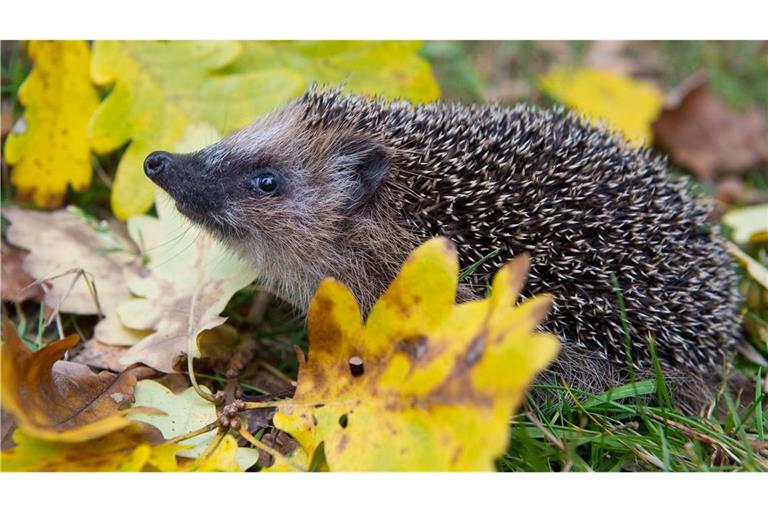 Schon Frühling? Weil es so warm war, wurden manche Winterschläfer vorzeitig wach. (Symbolbild)