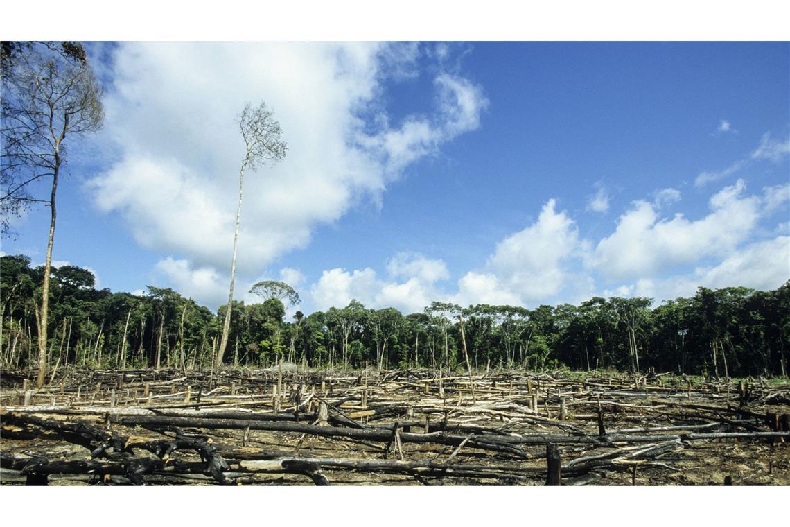 Schon jetzt ist der Regenwald bedroht – und damit auch das Weltklima.
