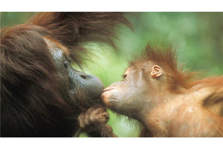 Schon vor 21,6 bis 16,9 Millionen Jahren könnten die ersten Urzeit-Affen den Kontakt von Mund zu Mund ausgebildet und an ihre Nachkommen weitergegeben haben.