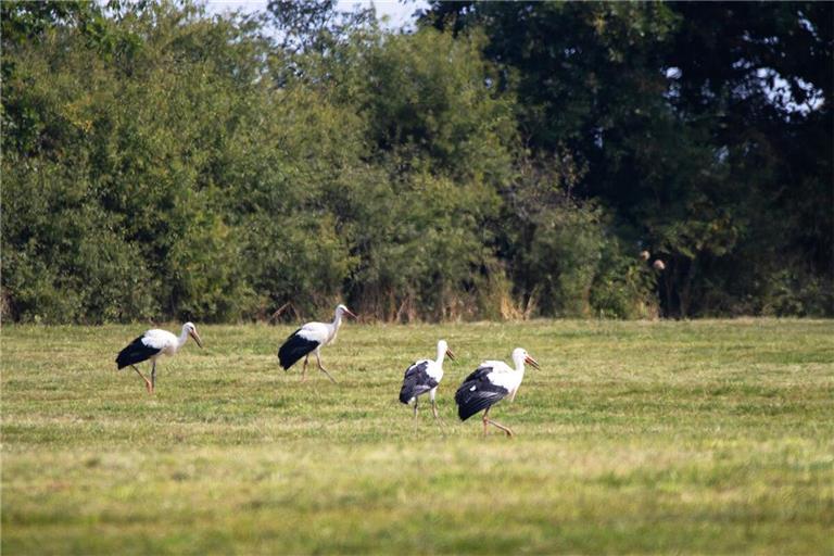 Schritt für Schritt zurück in die freie Natur: Die vier Störche erkunden ihre Umgebung bei Ellwangen.
