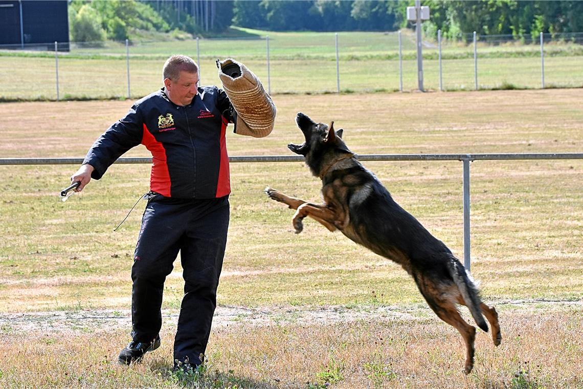 Schutzdienst ist ein Bereich aus dem Gebrauchshundesport. Was auf den ersten Blick gefährlich aussieht, ist es mit einem gut trainierten Hund nicht.
