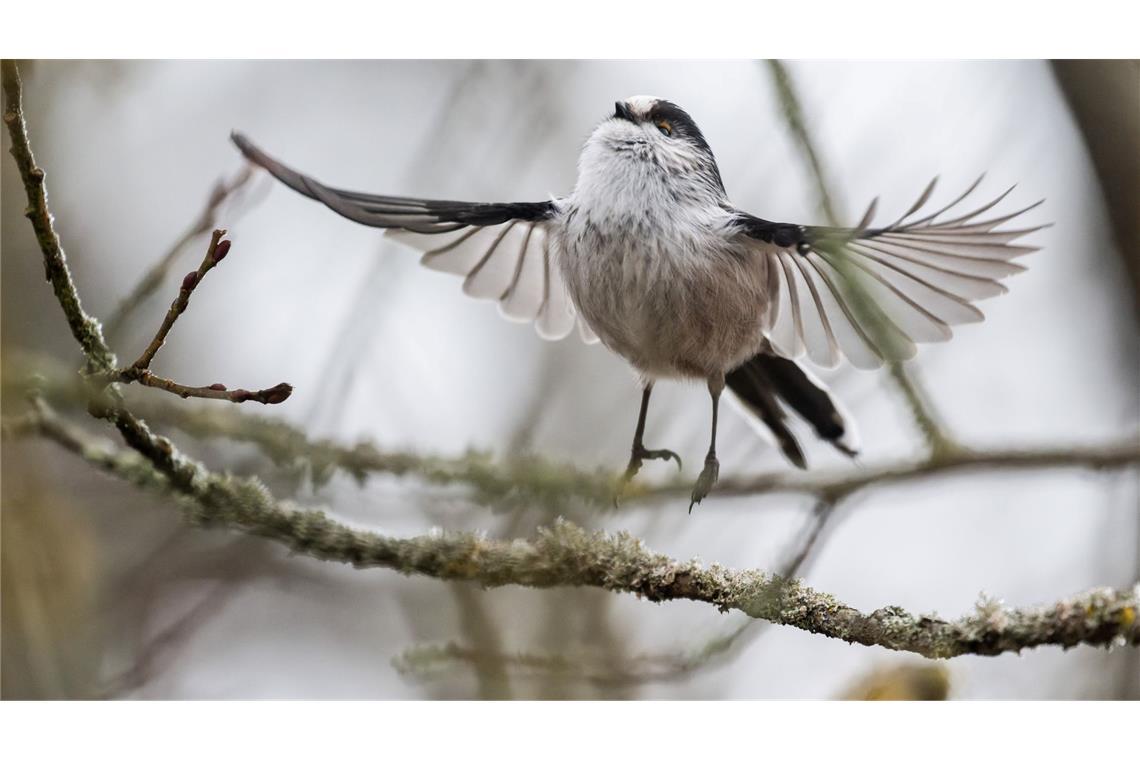 Schwanzmeise startet Flug von Baumzweig