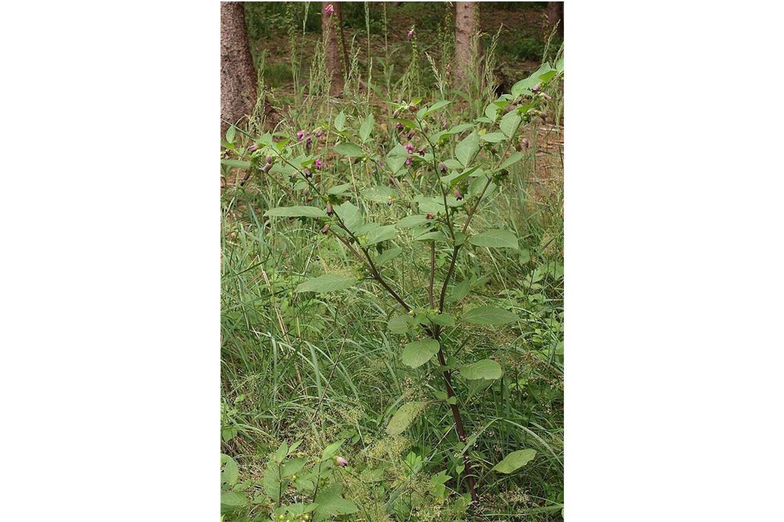 Gift im Garten: Bei diesen beliebten Pflanzen ist Vorsicht angesagt Schwarze Tollkirsche (Atropa belladonna): Diese giftige Pflanzenart stammt aus der Familie der Nachtschattengewächse (Solanaceae). Der Gattungsname „Atropa“ entspringt der griechischen Mythologie: „Atropa“ ist eine der drei griechischen Schicksalsgöttinnen, die den Lebensfaden durchschneidet. Der atropinhaltige Saft der Beere bewirkt eine pupillenvergrößernde Wirkung und wurde früher zu Schönheitszwecken von Frauen eingesetzt. Die Vergiftungserscheinungen reichen von Mundtrockenheit und Sehstörungen über Herzrasen bis hin zu Halluzinationen. Die Folge kann Atem- und Herzstillstand sein.