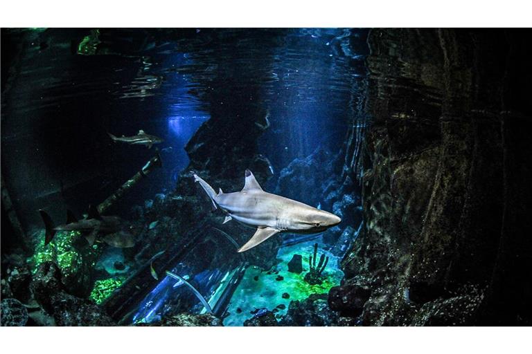 Schwarzspitzen-Riffhaie im Sealife Oberhausen: Sie lieferten die Zähne, an denen die Untersuchungen in der Studie durchgeführt wurden.