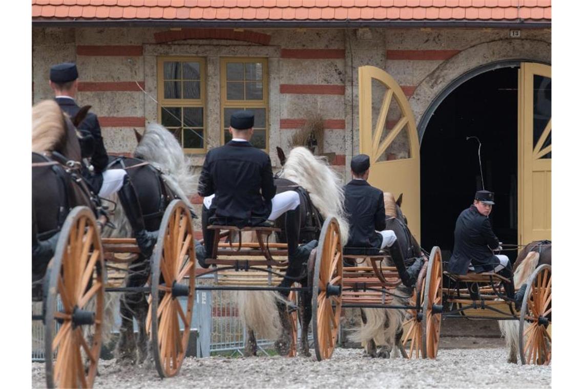 Sie laufen wieder: Hengstparade nach coronabedingter Pause Schwarzwälder Kaltblutpferde ziehen bei der Hengstparade im Haupt- und Landgestüt Traberwagen. Foto: Stefan Puchner/dpa