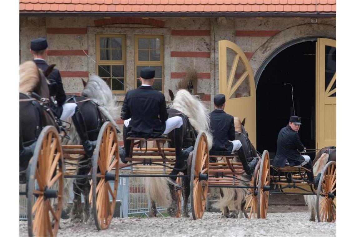 Schwarzwälder Kaltblutpferde ziehen bei der Hengstparade im Haupt- und Landgestüt Traberwagen. Foto: Stefan Puchner/dpa