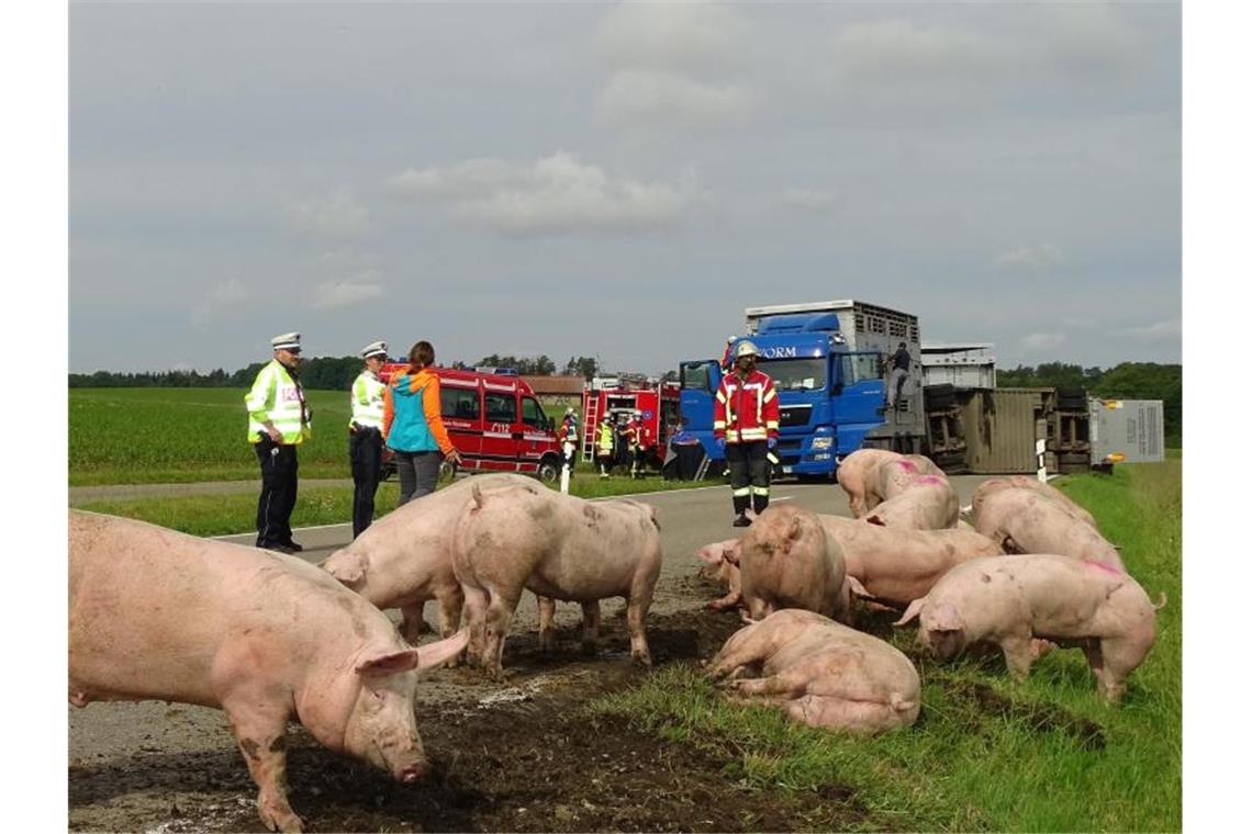 Tiertransport mit knapp 180 Schweinen stürzt um Schweine an der Unfallstelle in Blaufelden. Foto: Birgit Trinkle/dpa
