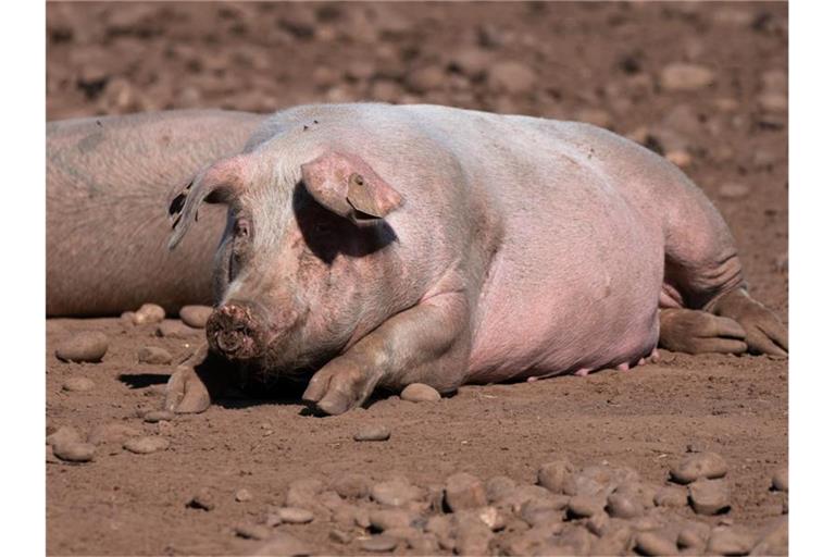 Schweine auf einem Bauernhof in Staffordshire. Foto: Joe Giddens/PA Wire/dpa