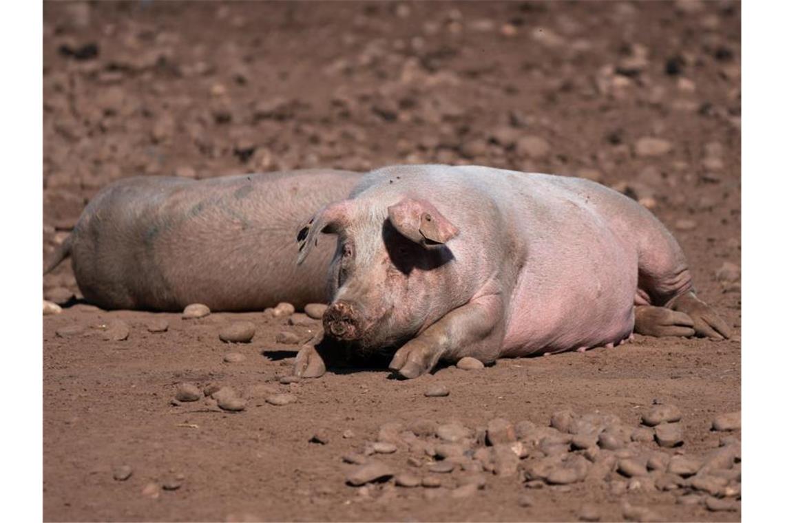 Schweine auf einem Bauernhof in Staffordshire. Wegen einer CO2-Krise in Großbritannien drohen nach Ansicht der Lebensmittelindustrie bald akute Versorgungsprobleme in Supermärkten und Gastronomie. Foto: Joe Giddens/PA Wire/dpa