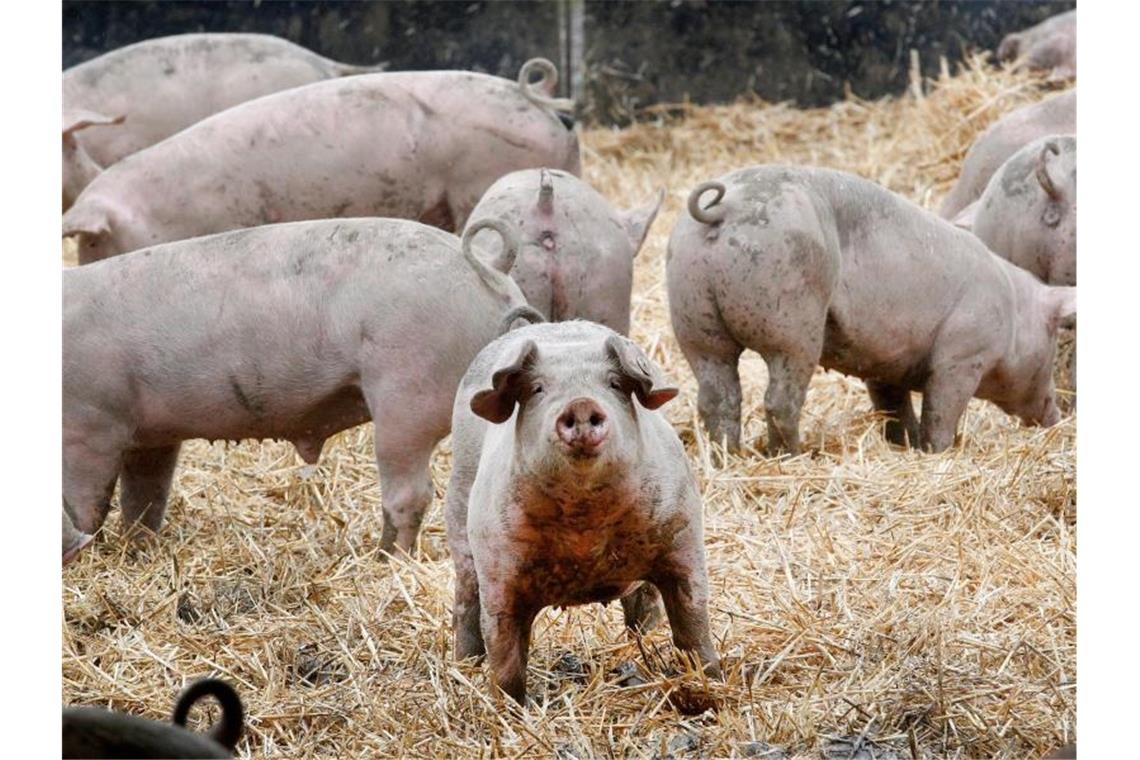 Schweine bewegen sich in ihrem Freigehege. Verbraucher interessieren sich immer mehr dafür, wie Schlachttiere einmal gelebt haben. Foto: Roland Weihrauch/dpa