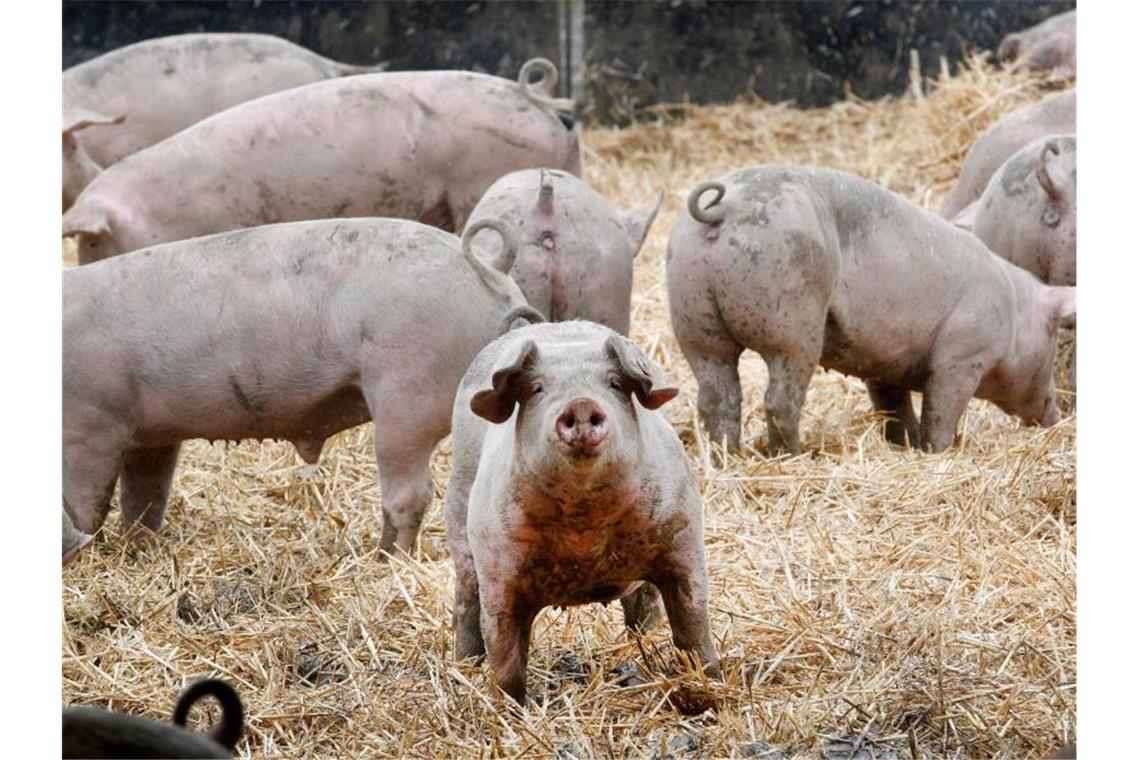 Verbraucherschützer machen Druck für Tierwohl-Logo Schweine bewegen sich in ihrem Freigehege. Verbraucher interessieren sich immer mehr dafür, wie Schlachttiere einmal gelebt haben. Foto: Roland Weihrauch/dpa