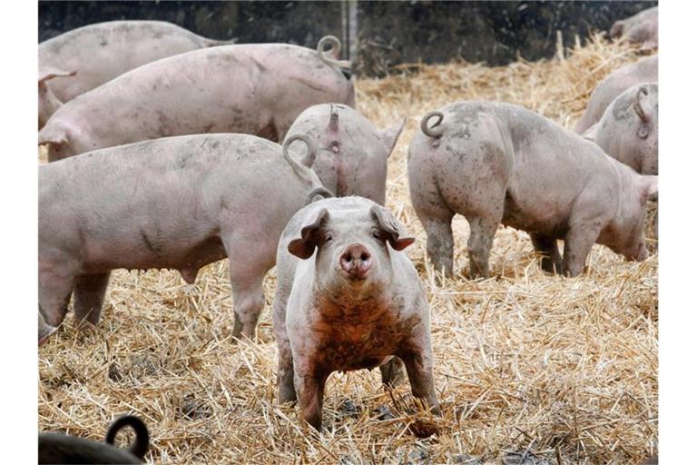 Schweine bewegen sich in ihrem Freigehege. Verbraucher interessieren sich immer mehr dafür, wie Schlachttiere einmal gelebt haben. Foto: Roland Weihrauch/dpa