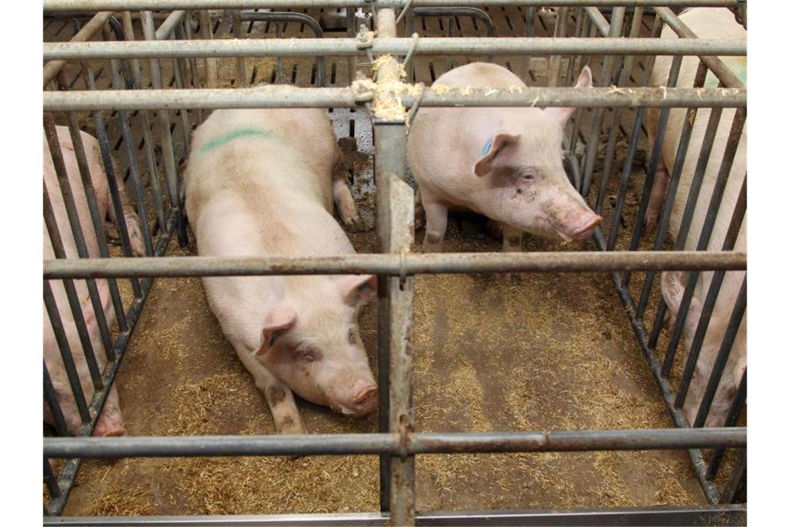 Schweine liegen auf einem Bauernhof in einem konventionellen Kastenstall. Foto: Friso Gentsch/dpa/Archivbild