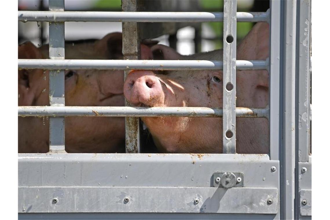 Schweine sind hinter dem vergitterten Fenster eines Tiertransportes. Foto: Hendrik Schmidt/dpa-Zentralbild/ZB/symbol