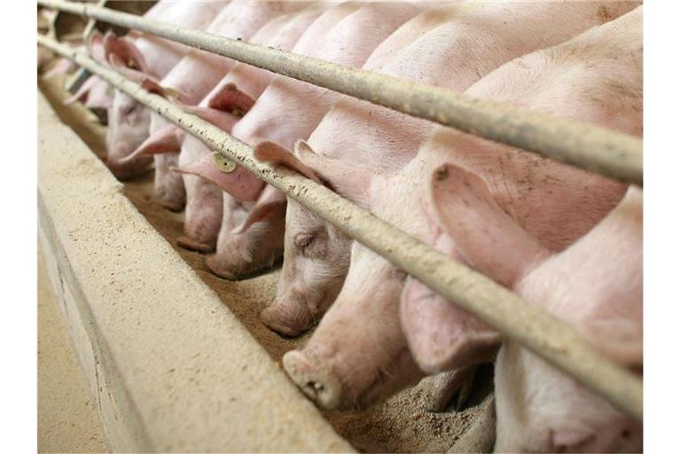 Schweine stehen am Futtertrog im Stall. Foto: Patrick Pleul/zb/dpa/Archivbild
