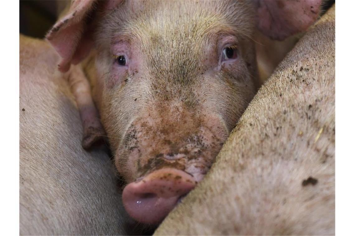 Schweine stehen in einem Stall. Foto: Carmen Jaspersen/dpa/Symbolbild