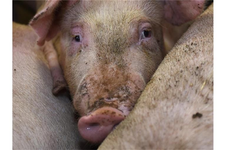 Schweine stehen in einem Stall. Foto: Carmen Jaspersen/dpa/Symbolbild
