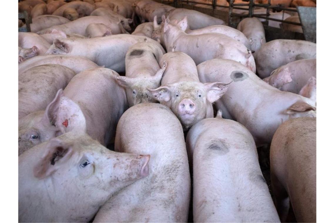 Schweine stehen in einem Stall. Foto: Sina Schuldt/dpa/Symbolbild