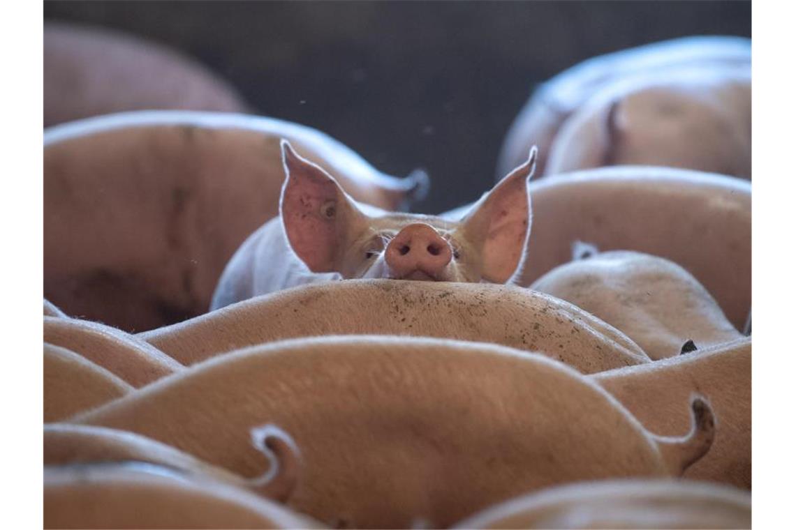 Schweine stehen in einem Stall. Seit die Afrikanische Schweinepest (ASP) nach Deutschland vorgedrungen ist, müssen Bauern noch penibler auf Hygiene im Stall achten. Foto: Sina Schuldt/dpa