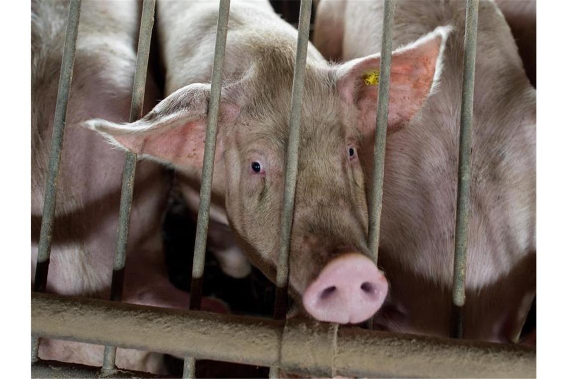 Schweine und Rinder sollen mehr Platz im Stall haben - aber das kostet Geld. Foto: Patrick Pleul/dpa-Zentralbild/dpa