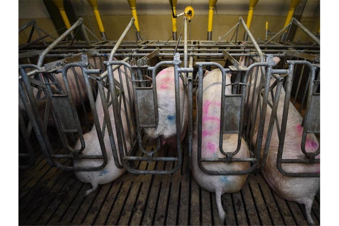 Schweinehalter begrüßen Billigangebote für Schweinefleisch Schweinebauern begrüßen, dass Aldi und Lidl durch Sonderangebote die Abnahme von Schweinefleisch antreiben. Foto: picture alliance / dpa