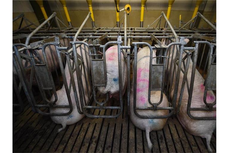 Schweinebauern begrüßen, dass Aldi und Lidl durch Sonderangebote die Abnahme von Schweinefleisch antreiben. Foto: picture alliance / dpa