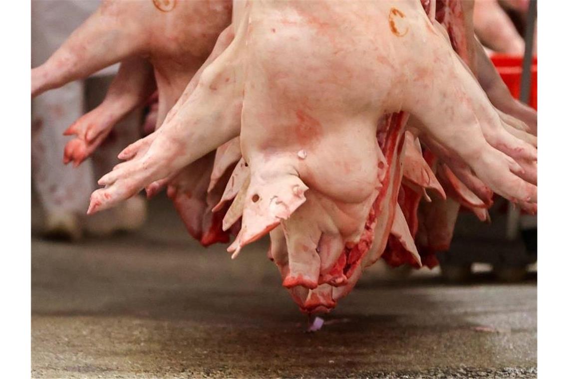 Schweinehälften hängen in einem Schlachtbetrieb. Die Rewe-Gruppe kündigte an, bei Schweinefleisch höhere Beschaffungspreise zu zahlen. Foto: Jan Woitas/dpa-Zentralbild/dpa