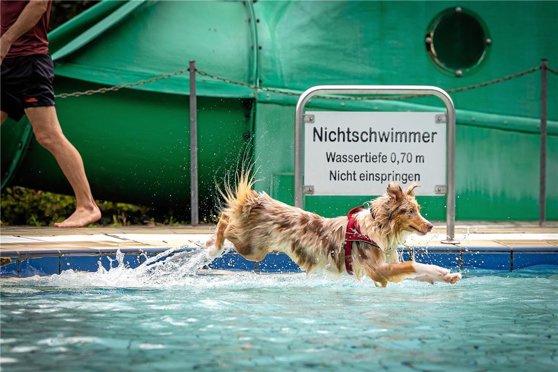 Planschen-toben-Spielzeug-stehlen-Hunde-erobern-das-Freibad-Backnang