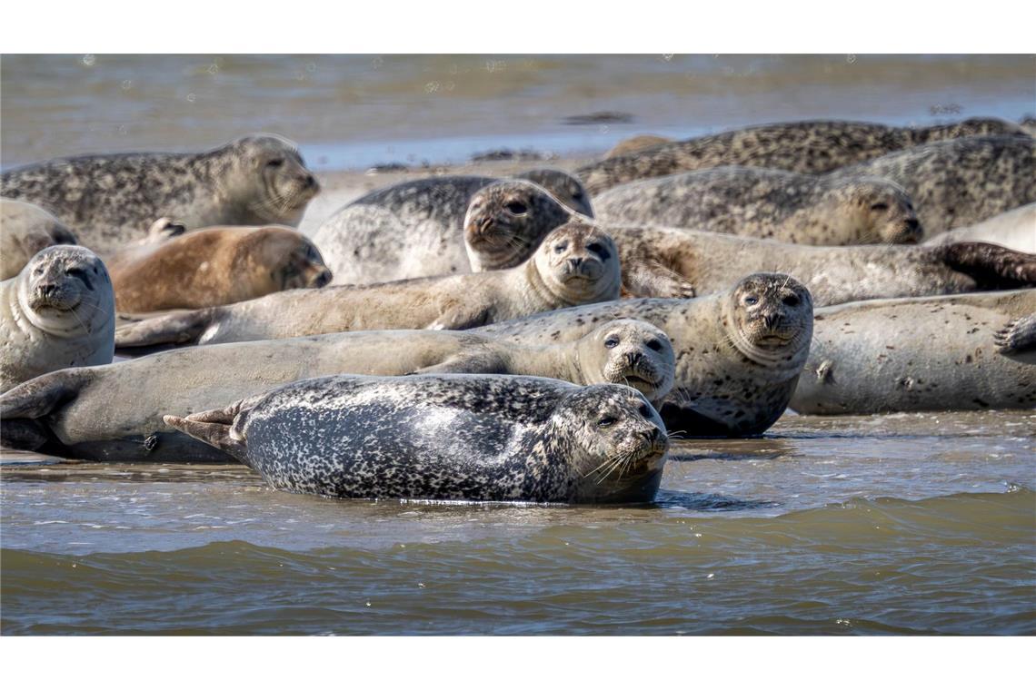 Mann scheucht für besondere Fotos 20 Seehunde auf Seehunde brauchen etwa für die Aufzucht ihrer Jungtiere viel Ruhe und sollten nicht gestört werden. (Archivbild)