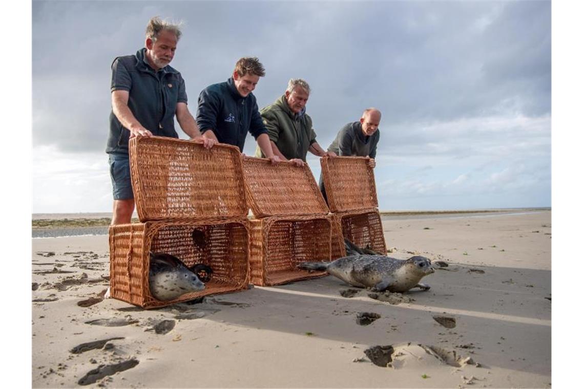 Seehunde robben von der Ostspitze der Insel Juist ins Wasser. Die drei jungen Seehunde „Max“, „Martin“ und „Sixtyfour“ wurden von der Seehundaufzuchtstation in Norddeich wieder in die Freiheit entlassen. Foto: Sina Schuldt/dpa