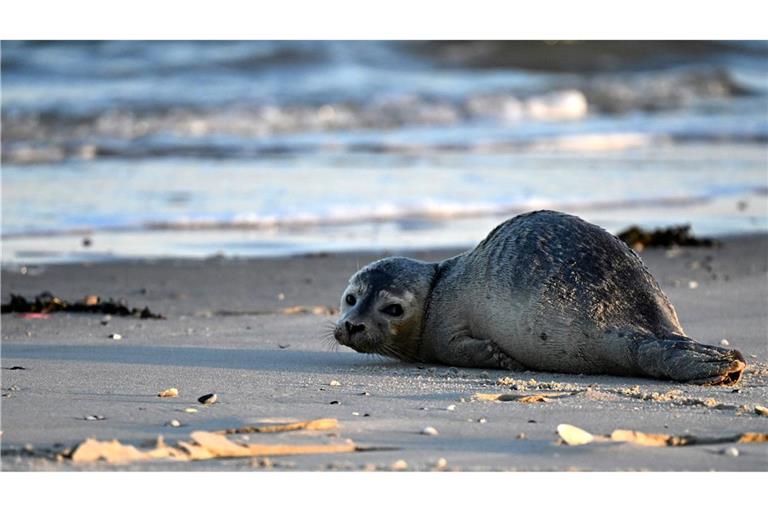 Seehunde zählen zu den größten Meeresraubtieren im Wattenmeer. (Archivbild)