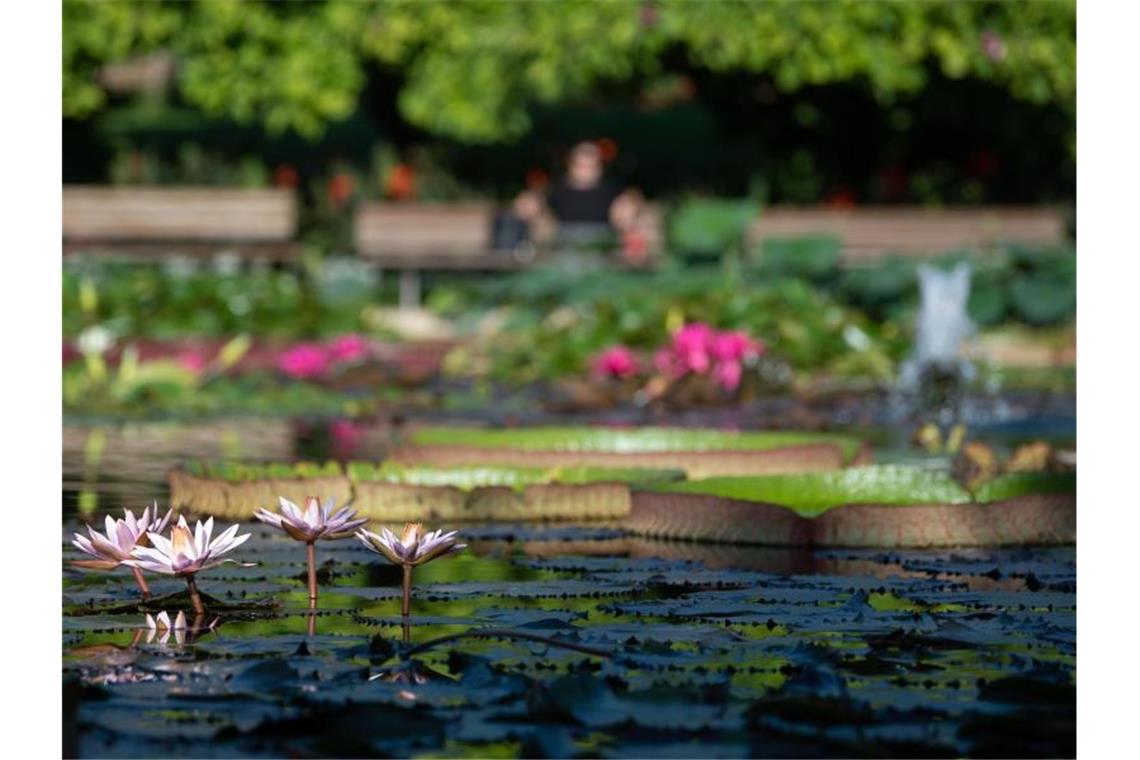 Seerosen blühen in einem Teich des Zoologisch-Botanischen Garten Wilhelma. Foto: Marijan Murat/Archiv