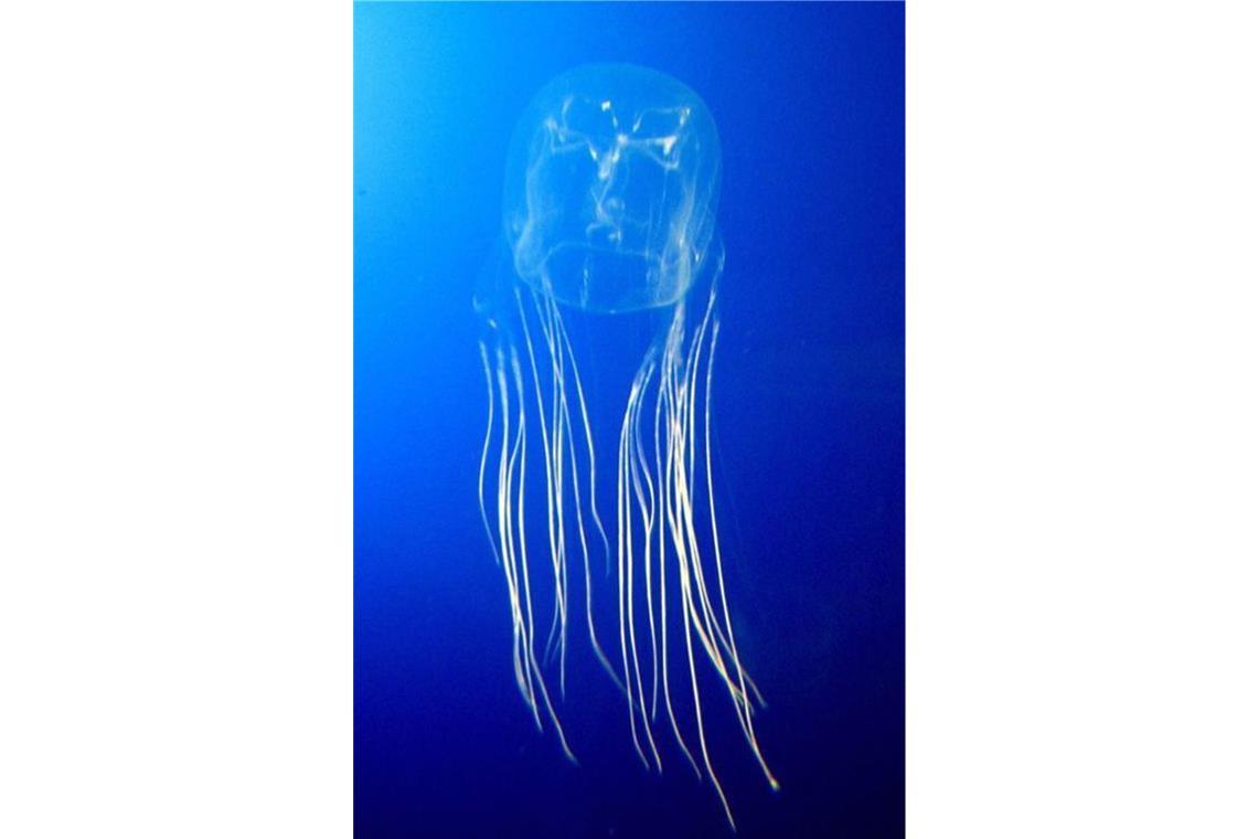 Seewespe oder Würfelqualle (Chironex fleckeri): Ihre Tentakel sind mit Tausenden von Nesselzellen besetzt, die bei der kleinsten Berührung explodieren und tief in die Haut eindringen. Dabei wird ein sehr starkes Gift freigesetzt, welches das Nervensystem angreift und binnen Minuten zu Muskel- und Atemlähmung sowie zum Herzstillstand führt.