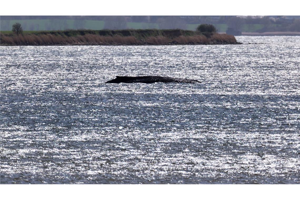 Sein Körpergewicht drückt den aus dem Wasser ragenden Wal tiefer in den Meeresgrund.