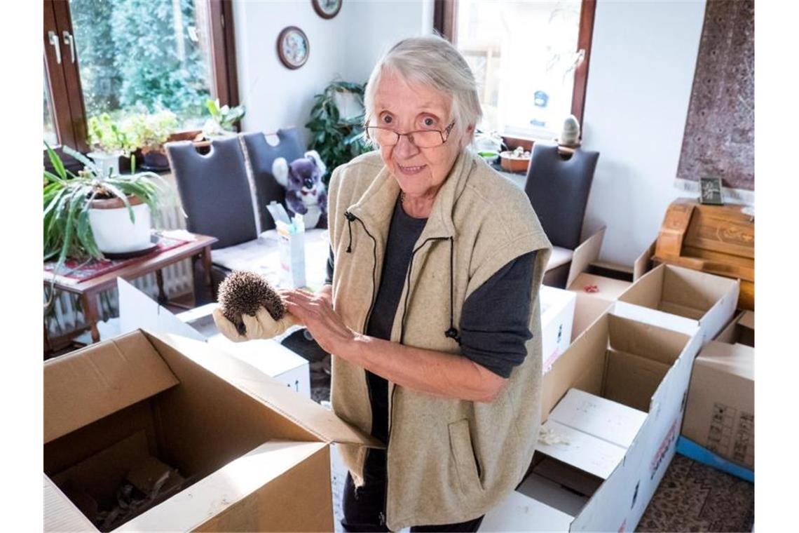 81-Jährige ist Ziehmutter Dutzender Igelbabys Seit 20 Jahren kümmert sich die Rentnerin um Igel. Foto: Daniel Bockwoldt/dpa