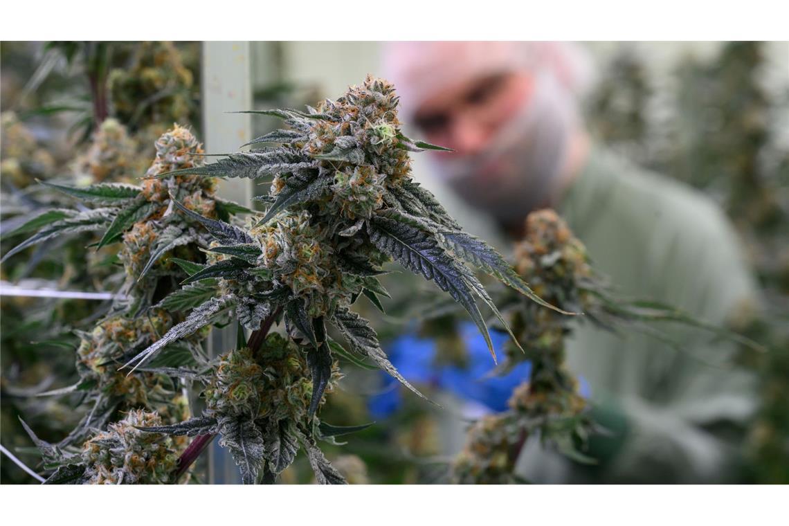 Seit 2017 kann medizinisches Cannabis in Deutschland legal verschrieben werden. (Symbolbild)