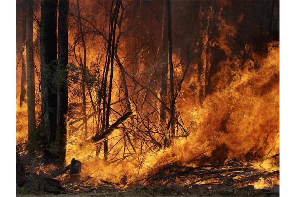 Seit Beginn der großen Buschfeuer im Oktober verbrannten in Australien mehr als zehn Millionen Hektar Land. Foto: Rick Rycroft/AP/dpa