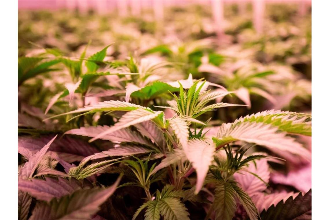 Seit einigen Jahren wird Cannabis für medizinische Zwecke wie Schmerzlinderung bei Schwerkranken erlaubt. Foto: Christian Charisius/dpa