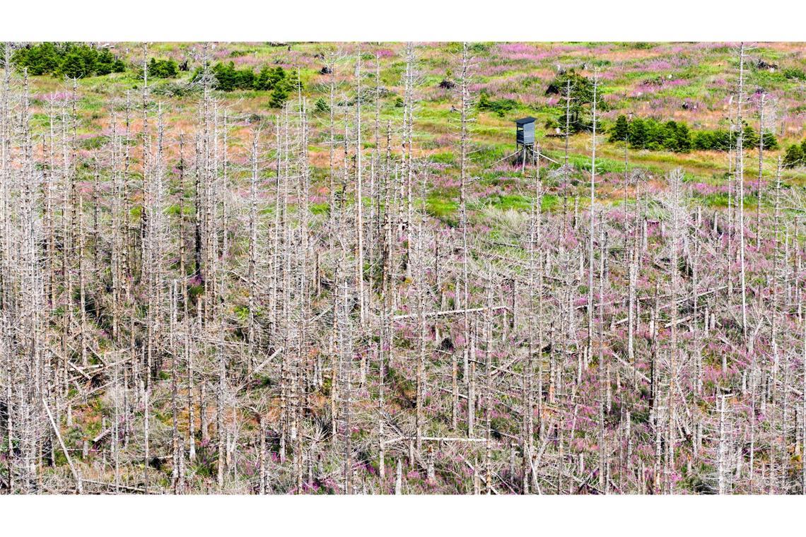 Seit Jahren setzt der Borkenkäfer den deutschen Fichtenwäldern zu, Trockenheit und Sturmschäden kommen als Belastung hinzu. (Archivbild)