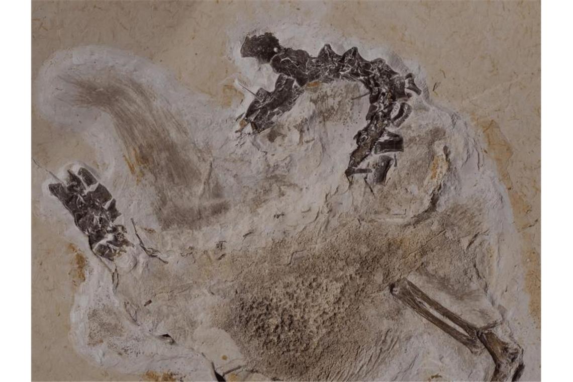Streit um Dino-Fossil aus Brasilien Seit Jahrzehnten befindet sich das Fossil des Sauriers Ubirajara im Naturkundemuseum in Karlsruhe, jetzt soll es nach Brasilien zurück. Foto: Staatliches Museum für Naturkunde Karlsruhe/dpa