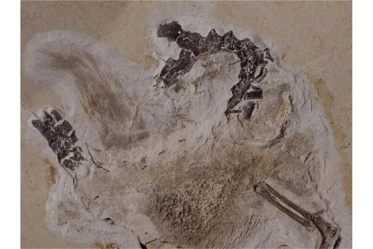 Seit Jahrzehnten befindet sich das Fossil des Sauriers Ubirajara im Naturkundemuseum in Karlsruhe, jetzt soll es nach Brasilien zurück. Foto: Staatliches Museum für Naturkunde Karlsruhe/dpa