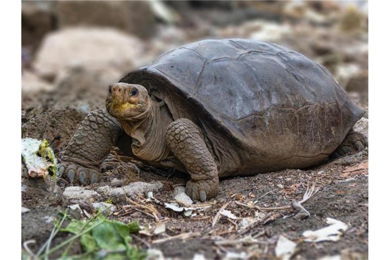 Seit mehr als 100 Jahren galt die Riesenschildkröte von der Insel Fernandina im Galápagos-Archipel als ausgestorben. Foto: Diego Bermeo/Parque Nacional Galápagos/dpa