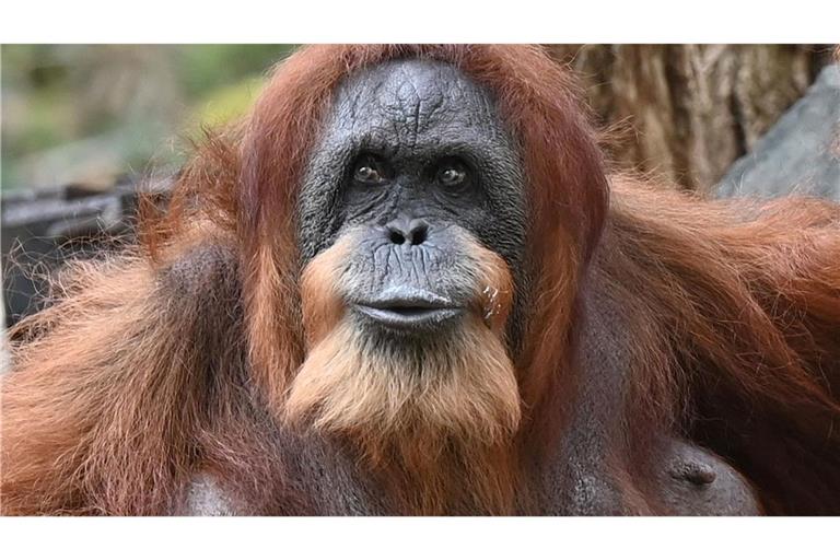 Seit mehr als 60 Jahren lebt Bella schon im Tierpark Hagenbeck - dank menschlicher Pflege und medizinischer Versorgung.