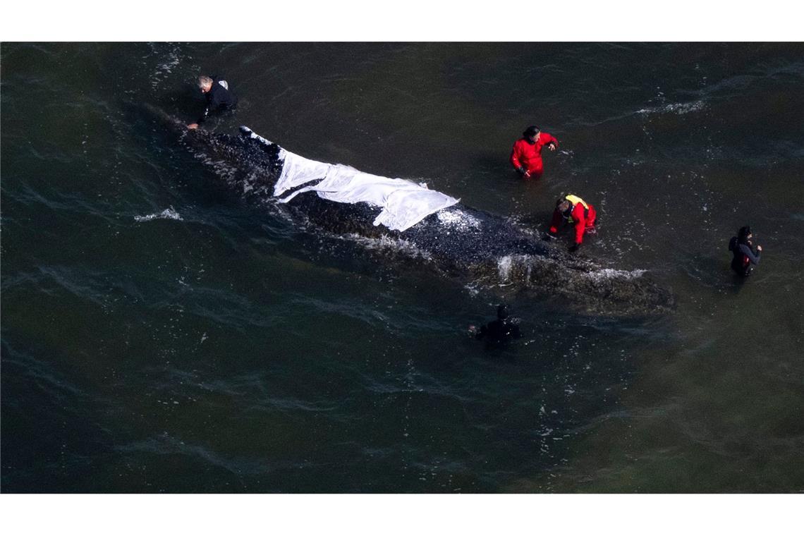 Seit rund drei Wochen steckt der Buckelwal in einer Bucht vor der Ostsee-Insel Poel fest.