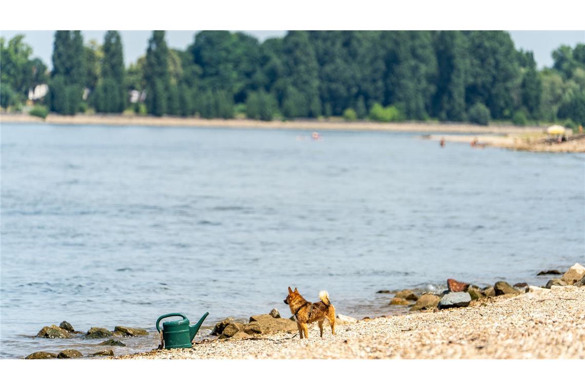 Seit Samstagabend werden drei Menschen nach dem Baden im Rhein vermisst. (Archivbild)
