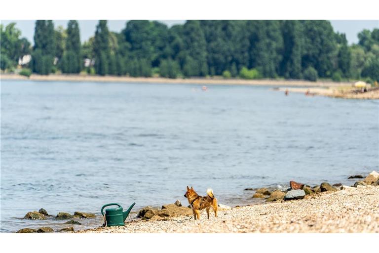 Seit Samstagabend werden drei Menschen nach dem Baden im Rhein vermisst. (Archivbild)