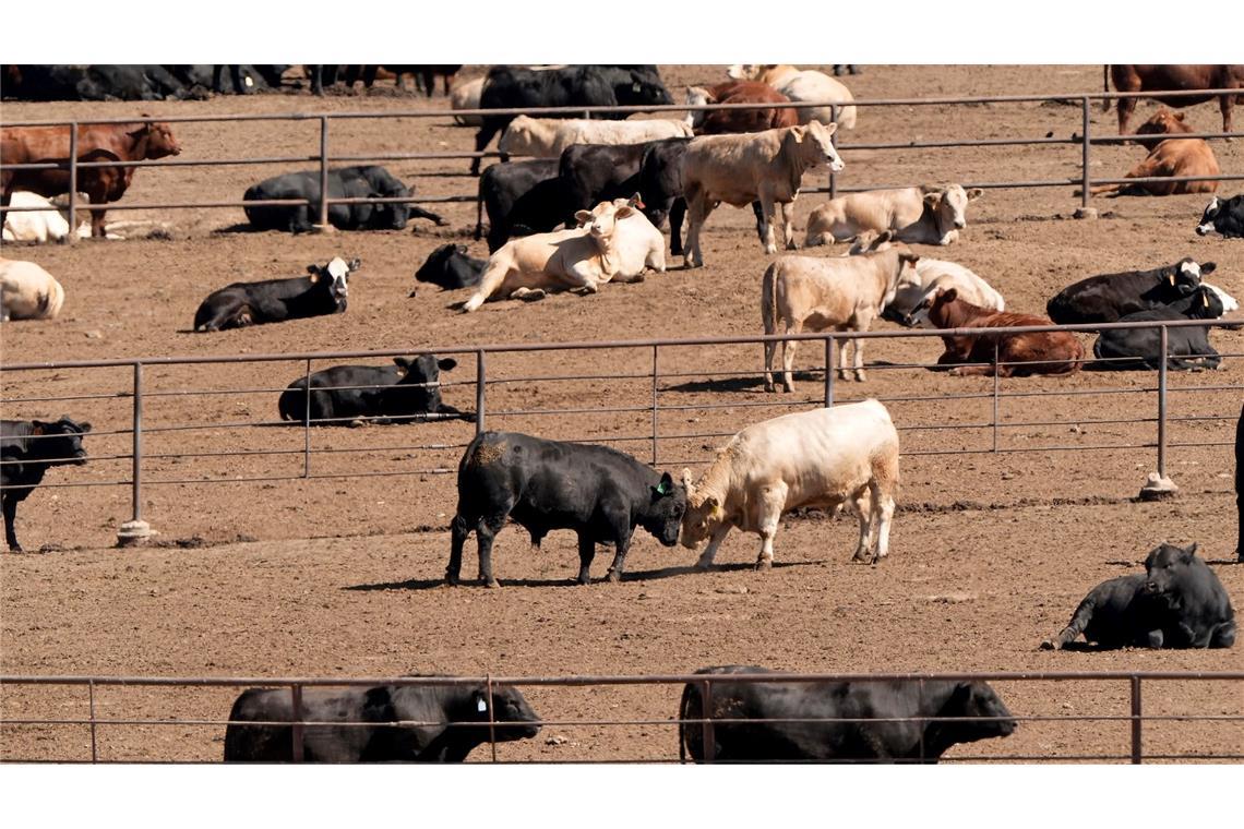 Selbst bei einer globalen Energiewende weg von fossilen Brennstoffen würden allein die Ernährungssysteme dazu führen, dass die Erderwärmung nicht auf 1,5 Grad begrenzt werden kann, heißt es im Bericht. (Archivbild)