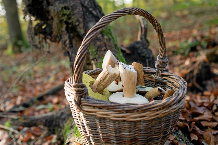 Selbst für Pilzexperten, die wissen, wo sie suchen müssen, ist es dieses Jahr im Schwäbisch-Fränkischen Wald schwer, ein Körbchen mit Pilzen zu füllen. Foto: Andreas Scholz