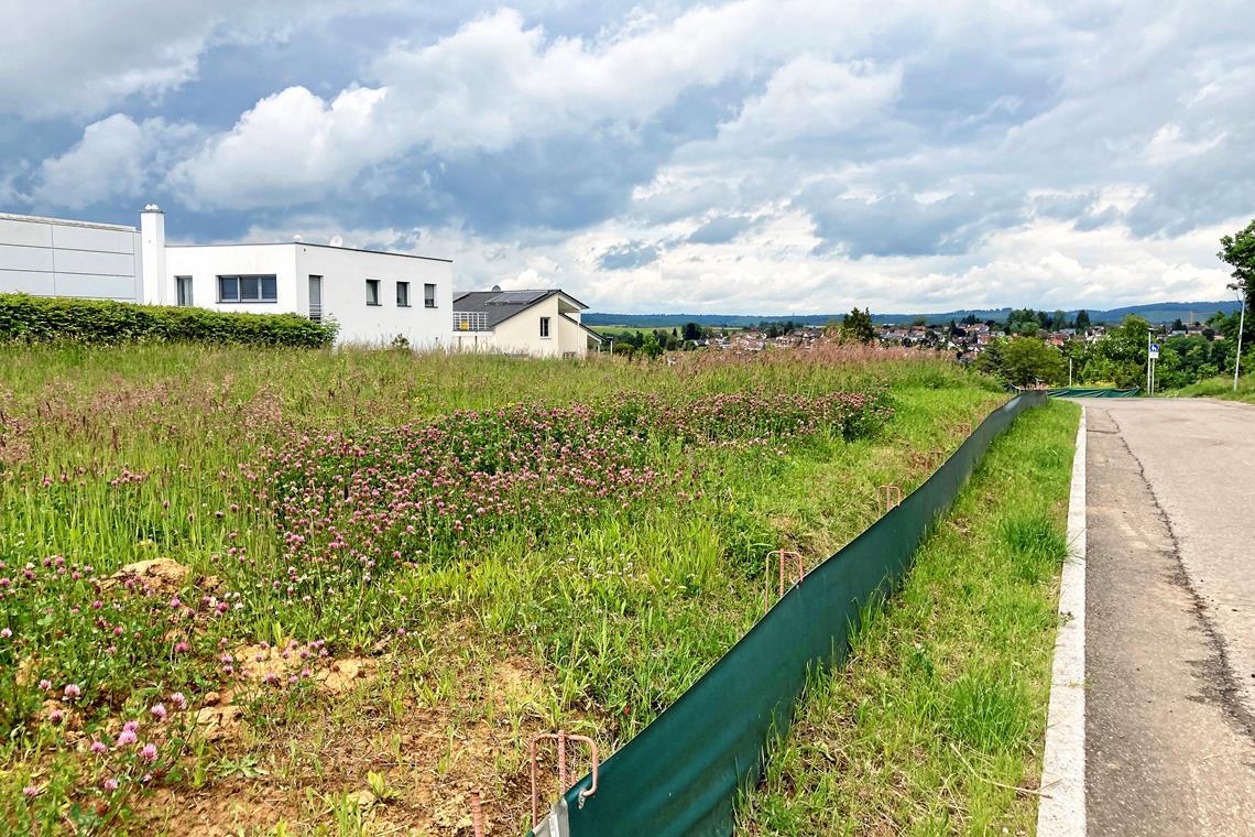 Selten und teuer: Die Bauplätze für vier Einfamilienhäuser in der Hohenheimer Straße werden an die Meistbietenden verkauft. Foto: Stadt Backnang
